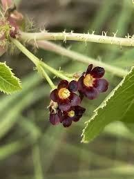 Image result for Jatropha schlechteri
