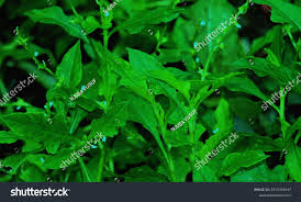 Image result for Oxygonum sinuatum