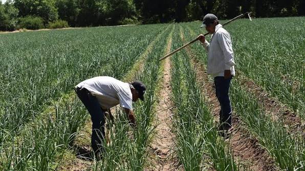 Indican falta de ayuda por parte del gobierno, productores del campo - El Sol de Parral