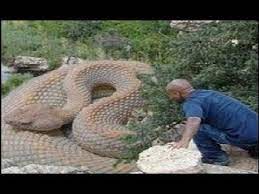 World S Premier Biggest Snake Was Found Alive In Mexico World S Largest Snake Snake Largest Snake