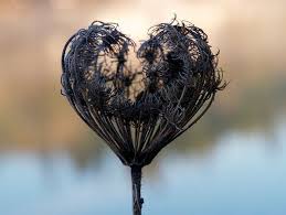 Natures Valentine To You By I5prof Via Flickr Heart In Nature Broken Heart Pictures Flower Heart