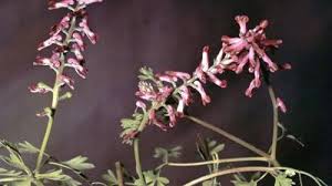 Image result for Fumaria