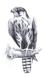 Pin By Alissa Josiah Yarbrough On Ptaki Rysunek Olowkiem Falcon Drawing Bird Drawings Bird Sketch