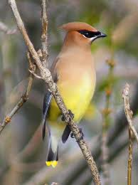 Black Bird With Yellow Breast Texas Pin By Janice Black On Birds World Birds Pet Birds Beautiful Birds