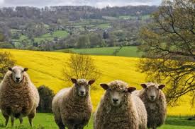 The walks and sites listed will generally be easy going for the able bodied who just want a gentle stroll as well as accessible to the disabled Keep Dogs On Leads Owners Urged To Avoid Attacks On Lambs South Wales Argus