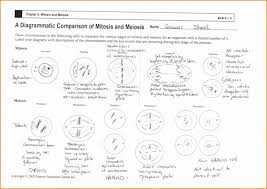 Mitosis and meiosis share some similarities, but the processes have distinct differences as well. Cell Division Meiosis Worksheet Printable Worksheets And Activities For Teachers Parents Mitosis Meiosis Kids Worksheets Worksheets Math Sums For Grade 2 Algebra Answers Free Printable Coin Worksheets Teacher Printable Worksheets Math S