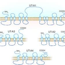 Pdf Urea And Ammonia Metabolism And The Control Of Renal Nitrogen Excretion