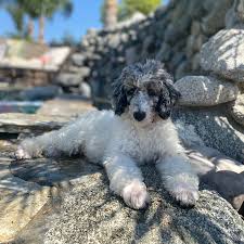 We are a breeder of bernedoodle puppies in ottawa, canada. Hwjwjotnexqwwm