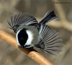 Vous vous interrogez sur la durée de vie d'une chaudière fioul ? La Mesange A Tete Noire Poecile Atricapillus