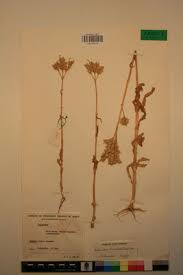 Image result for Kalanchoe lanceolata