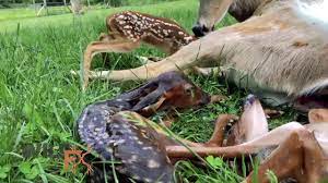 Females occasionally have twins, and a deer giving birth to triplets is not unheard of, but a single fawn is more likely. How Many Babies Do Deer Have In A Lifetime Hunting Heart