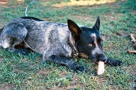 Some working dogs will also have their tails docked in the united states, although this practice is banned in many other parts of the world. Marvellous Mixes Australian Cattle Dogs Flickr