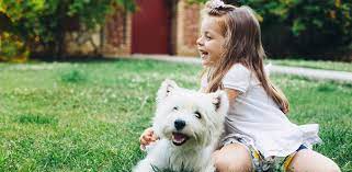 Absolute pest control is an industry leader in extermination. Home