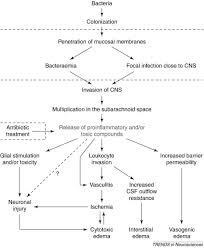 Meningococcal meningitis is a bacterial form of meningitis, a serious infection of the thin lining that early antibiotic treatment is the most important measure to save lives and reduce complications. Neuronal Injury In Bacterial Meningitis Mechanisms And Implications For Therapy Trends In Neurosciences