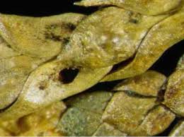 Image result for argyresthia thuiella thuja symptoms