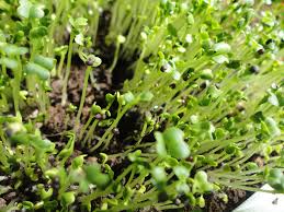 Image result for RAU MẦM CẢI XANH