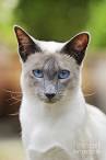 Blue Point Siamese Cat - Cat Breed Information