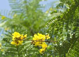 Image result for Caesalpinia ferrea