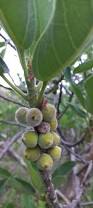 Image result for Ficus stuhlmannii