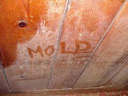 What Does Black Mold Look Like On Wood Google Search Mold Remover Mold Remediation Wood Furniture