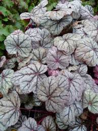Heuchere Sugar Plum Heuchera Le Jardin Du Pic Vert Heuchere Fleurs Blanches Jardinerie