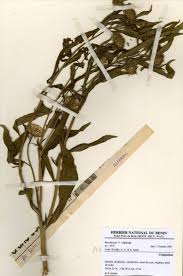 Image result for Vernonia galamensis