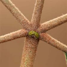 Image result for Manniophyton