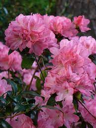 Hampton Beauty Evergreen Azalea Pericat Hybrid Pink Flowers Or Flower Parts Almost Eden