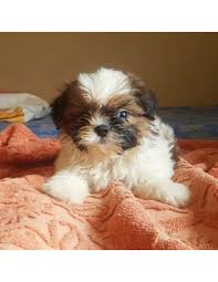 My dog can stay at your place for days but it comes with terms and conditions. Shih Tzu Puppies For Sale Gender Female