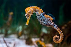Check spelling or type a new query. Descubre Todo Sobre El Cautivador Caballito De Mar Acuario Michin