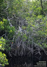 Image result for Rhizophora racemosa