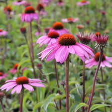 Image result for Echinacea purpurea `Magnus`