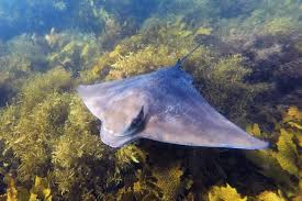 Eagle rays are common in the warm waters off the southern american coasts, but humans should while an eagle ray has a distinctive color and dot pattern on its back, its belly usually is solid white. Myliobatis Tenuicaudatus