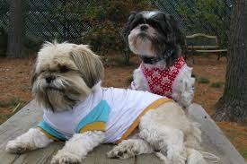 Ask a question about working or interviewing at just for pets. Longhill Dog Park