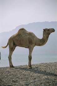 2:38 the camel sanctuary and camel treks australia 188 965 просмотров. Pin On Mammalia Camelidae