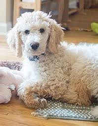 Standard Poodle Standard Poodle Poodle Cute Dogs