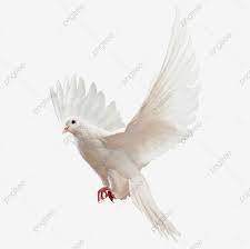 حمامة حمامة صور المواد حمامة المرسومة حمامة ناقلات المواد سلام png وملف psd للتحميل مجانا pigeon pictures clipart images clip art
