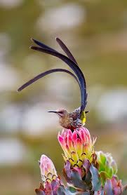 Tropical Black Bird With Large Beak Crossword Clue Pin On Birds