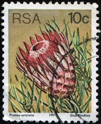 Protea Stamp Flower Stamp Stamp Screen Printing Inspiration