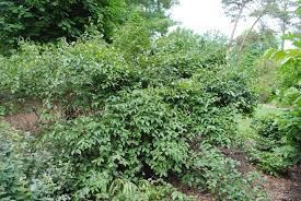 Check spelling or type a new query. Photo Of The Entire Plant Of Downy Arrowwood Viburnum Viburnum Rafinesquianum Posted By Ilparw Garden Org