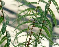 Image result for Aeschynomene