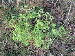 Image result for Euphorbia schimperiana