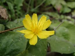 Image result for Crepis newii