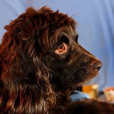 Boykin spaniel breeder from our home for your home. Boykin Spaniel Breed Description Character Dogbible