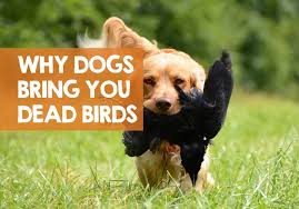 We did not find results for: What Does It Mean When Your Dog Brings You A Dead Bird Home