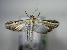 Image result for Euclasta