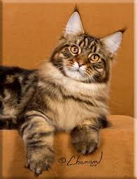 Microchip vaccination deworming health certificate don't. Home Stormytown Maine Coons