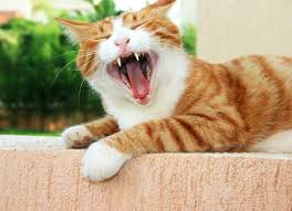 Mouth cancer, also known as oral cancer, can develop on the surface of the tongue, the inside of the cheeks, the roof of the mouth and the lips or gums. Mouth Inflammation And Ulcers Chronic In Cats Petmd