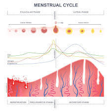 Image result for Ovulation