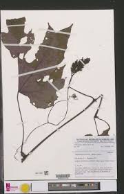 Image result for Ampelocissus abyssinica